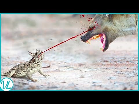 Shoot Blood from Their Eyes, Which Is Weird!