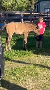 Throwback to Jace and baby Azzy! He always loved feeding her dinner to her! #rockinkquarterhorses #grulla #fyp #shedding #weekend #highlight #love #trending #viral | Rockin K Quarter Horses