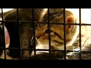 Kittens Tortured, Killed