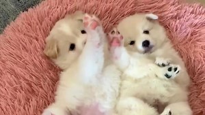 18K views · 524 reactions | Last BB Mini GERMAN SPITZ : INBOX or CALL 59416971 for Info ————————————————————-  Superb BB Mini GERMAN SPITZ - 3 Mois -100% Pure bloodline! 3 Vaccins & Dewormed! ————————————————————-  ZoOMania Grand Baie  We are open from Monday to Saturday! #minigermanspitz #germanspitz | Zoomania Mauritius | Facebook