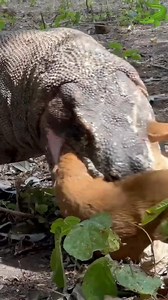 Komodo dragon eats very hard every time he eats 😋😋 #wildlife #wildanimals #fy #animals #komododragon | Komodo fandom