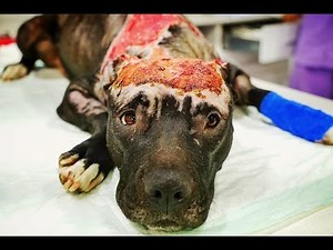 Amazing recovery of dog burned alive with a car tire set on fire around her neck