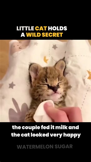 63K views · 1.3K reactions | Pet Cat Grows Into a Wild Surprise  | Watermelon Sugar | Facebook