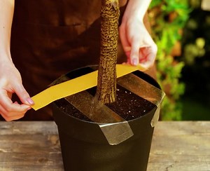 2.1M views · 3.6K reactions | Growing and caring plant hacks for you to try today! | 5-Minute Crafts | Facebook