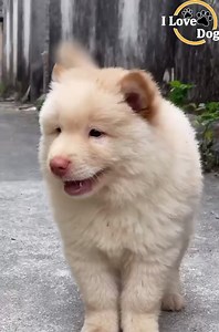 CUTE 🐾 | Dog Angel