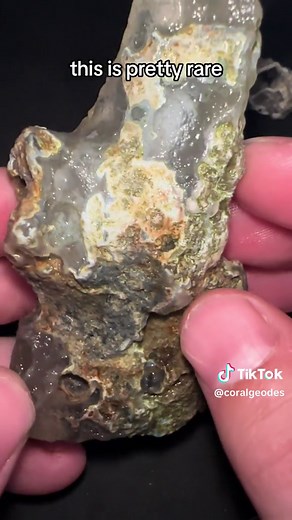 CoralGeodes on TikTok