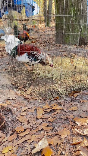 Spangled Cowan Roundhead Brood cock (Nfs) #gamefowl #gallos #chickens | Kenzie Gamefowl Farm