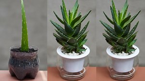 Instructions For Planting Aloe Vera Pots At Home Are Simple | Balcony & Garden