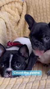 6.9K views · 72 reactions | Sundays are full of yawning & hams!  #frenchbulldog #frenchies #puppy #dogmomlife #funnyreels #yawning | Oklahoma French Bulldogs | Facebook