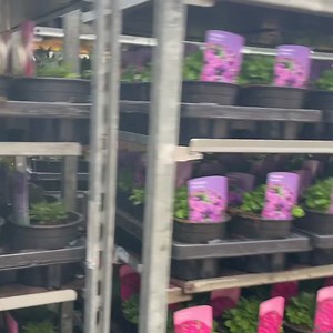 NEW PLANT DELIVERY @barneysbargains #plants #plant #flowers #flower #garden #gardenideas #gardeninspiration #gardensofinstagram | Barneys Bargains