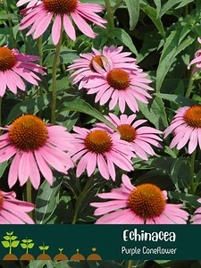 Purple Coneflower Seeds: Non-gmo Heirloom Echinacea - Etsy