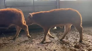 A sample of a few of Northfield Farms quality cattle for tomorrows show & sale | Darlington Farmers Auction Mart