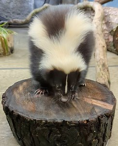 3.1K views · 269 reactions | Enjoy Wasabi the skunk eating a tasty hornworm! Happy National Skunk Day! 令懶 : Keeper Brynn | Point Defiance Zoo & Aquarium | Facebook
