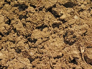 Download Ground texture outdoor for free