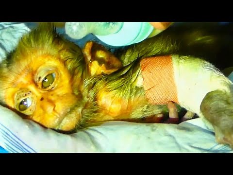 Rescue the baby monkeys suffering from severe illness, the poor baby monkeys are weak.