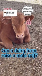 2.1K views · 13 reactions | Male calves can be raised on dairy farms. Some farmers choose to sell their male calves, while others raise them in a separate area on their dairy farm. Both male and female calves are cared for in the same way. #dairy #beef #animals #cow #bull #steer #cattle #farm #wellbeing #animalwelfare #dairytruth #dairydoc #dairykind | Dairy Doc | Facebook