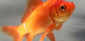 Common goldfish - Alchetron, The Free Social Encyclopedia