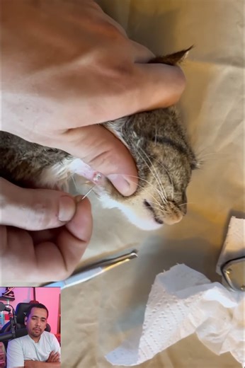 Reacts to Successful Warble Extraction in cat #SummerSlam #WWERaw #Minho #coldplay #FacebookReelsContest | Fun Hun 44