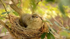 "Look deep into nature, and then you will understand everything better." - Albert Einstein. #FridayFeeling #KeepWildlifeInTheWild | Born Free USA