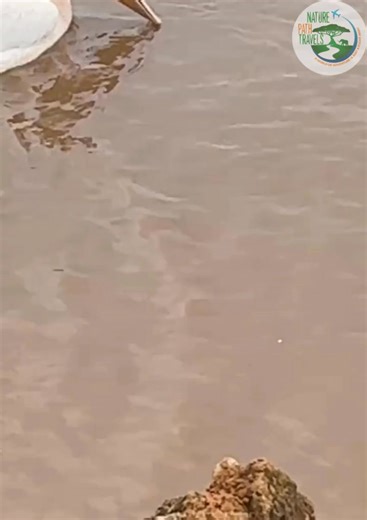 On the shimmering waters of the savannah lake, a pelican glides gracefully, its broad wings folded neatly as it paddles with ease. The sunlight reflects off its white plumage, while its long, pouched bill dips into the water in search of fish. Calm yet majestic, the pelican moves smoothly across the surface, a serene picture of beauty and skill, perfectly blending into the peaceful rhythm of the wild | Nature Path Travels LTD