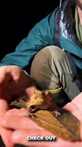 Rare leaf toad masters the art of camouflage in Ecuador! #toad #amphibian #leaftoad #markvins | Mark Vins