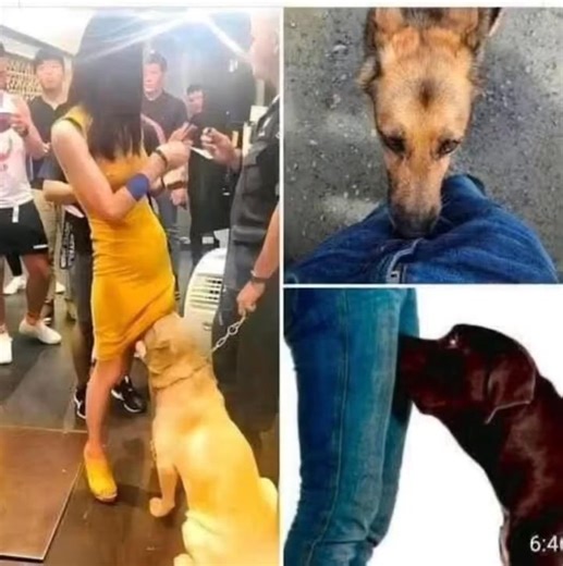 If your dog is sniffing your genital area, it means you have…See more | D Slots