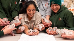 17 Threatened Lesser Flamingo Chicks Hatched at Fort Worth Zoo