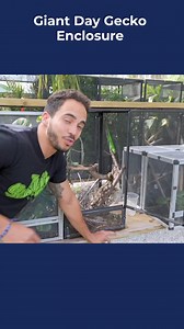 Giant Day Gecko Enclosure 🫡 full video on the U tube channel ▶️ #geckos #daygeckos #giantdaygecko #reptiles | TikisGeckos