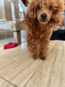 Toy pudel Rot, Mädchen 22 cm, FCI