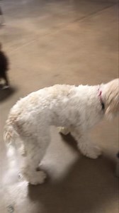 Friends | Bark Lodge