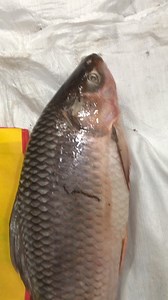 2.7K views | FISH FIELD on Reels | Facebook