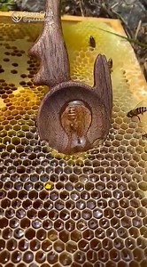 Pure Honey ❤️👌😋😋 | ShareChat