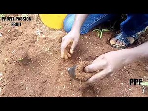 PASSION FRUIT FARMING: How to transplant seedling into nursery bed