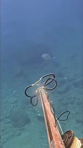 Beautiful Bluefin trevally🐟 #fisherman #fishing #spearfishing | Sea Discover