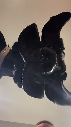 70K views · 930 reactions | Goofy face 浪 feeling silly . #SmileMore #FunnyFace #Dog | Larry_the_great_dane | Facebook