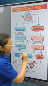 BLOOD FLOW CHART GDC CLASSES APP for ANDROID📱 https://bit.ly/youtubegdcapp . . . . . . #exitexam #pharmastudentt #pharmacy #pharmaceutical #pharmacist #pharmacylife #memesfunny #memesdaily #studentlife #rrbjob #pharmaceutical #pyqs #pharmacology #medicine #DiplomaInPharmacy #instagram #insta #post | Gpat Discussion Center