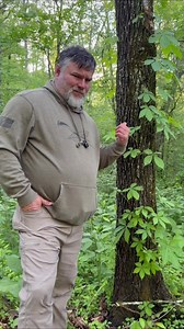 Poison Ivy vs. Virginia Creeper: Avoid the Rash!