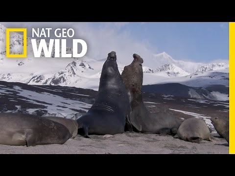 Elephant Seal Sex | Deadly Instincts