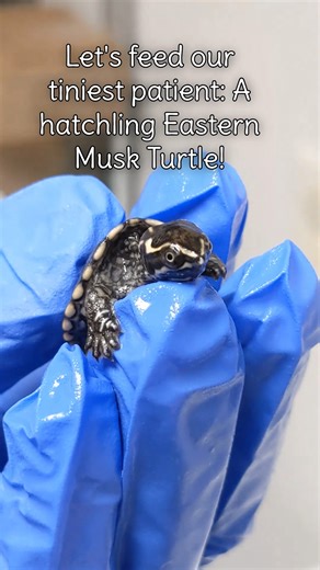 Tiny turt update time! 🐢💕 The hatchling Eastern Musk Turtle (Sternotherus odoratus) who arrived on Halloween is doing very well! This tiny patient is overwintering in our care after a suspected predator dug up their nest, which we suspect they and their siblings were using to overwinter. Unlike Box Turtles, aquatic turtles have no saliva, meaning that they must be in water to swallow their food. This patient is placed into a separate tank (a small loaf pan) for each feeding, which happens twic