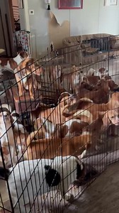 More than 50 dogs seized from hoarding house. CNY SPCA is making a plea for donations of bleach, laundry detergent, blankets, towels, toys and wet food. Details on 570WSYR.com/listen. | NewsRadio 570 WSYR | Facebook