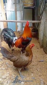 History of the McLean Hatch Gamefowl #mcleanhatchgamefowl #gamefowlhistory #mcleanhatch | Gamefowl Enthusiast