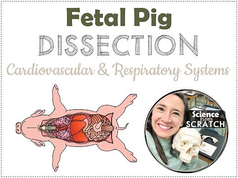 Fetal Pig Dissection 5 - Cardiovascular & Respiratory Systems