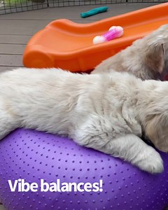 REWIND! Last week our Serenity pups had fun in the sun! Vibe played frisbee, Oasis squeaked us a puppy tune, and Aura-Soul wrestled, wrestled, wrestled! ❤️🥰🤪😍 | GoldenSoul Dogs