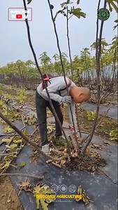 176K views · 903 reactions | Introducing the latest in gardening...