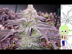 Colin OG Ethos Genetics