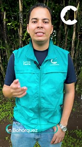 4.2K views · 54 reactions | Rescate de un Margay  (Leopardus wiedii)...