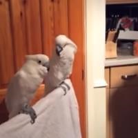 Cockatoo Loves Elvis - Big Geek Daddy