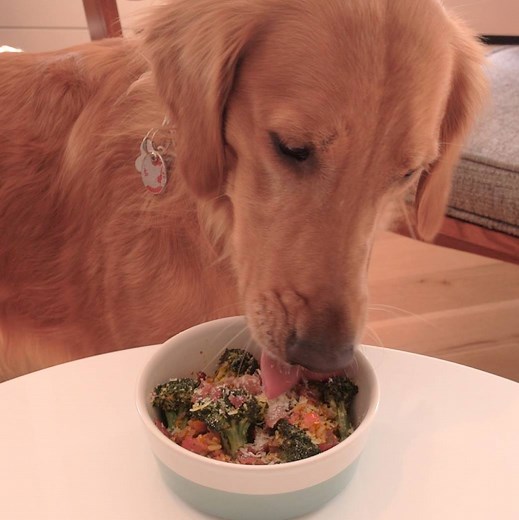 830K views · 7.1K reactions | For dogs who steal your yummy food....
