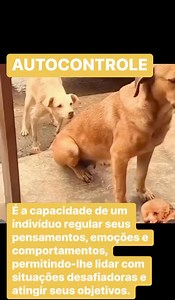 O autocontrole é a capacidade de um indivíduo regular seus pensamentos, emoções e comportamentos, permitindo-lhe lidar com situações desafiadoras e atingir seus objetivos. É a habilidade de dominar impulsos, resistir a tentações e agir de forma ponderada e consciente, contribuindo para o equilíbrio emocional e o sucesso em diversas áreas da vida. O autocontrole é fundamental para: Lidar com emoções: Permite controlar reações excessivas a situações estressantes, ansiosas ou desafiadoras, evitando