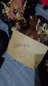 21K views · 593 reactions | lilium bulb available ❤️ | Pabitra Garden | Facebook